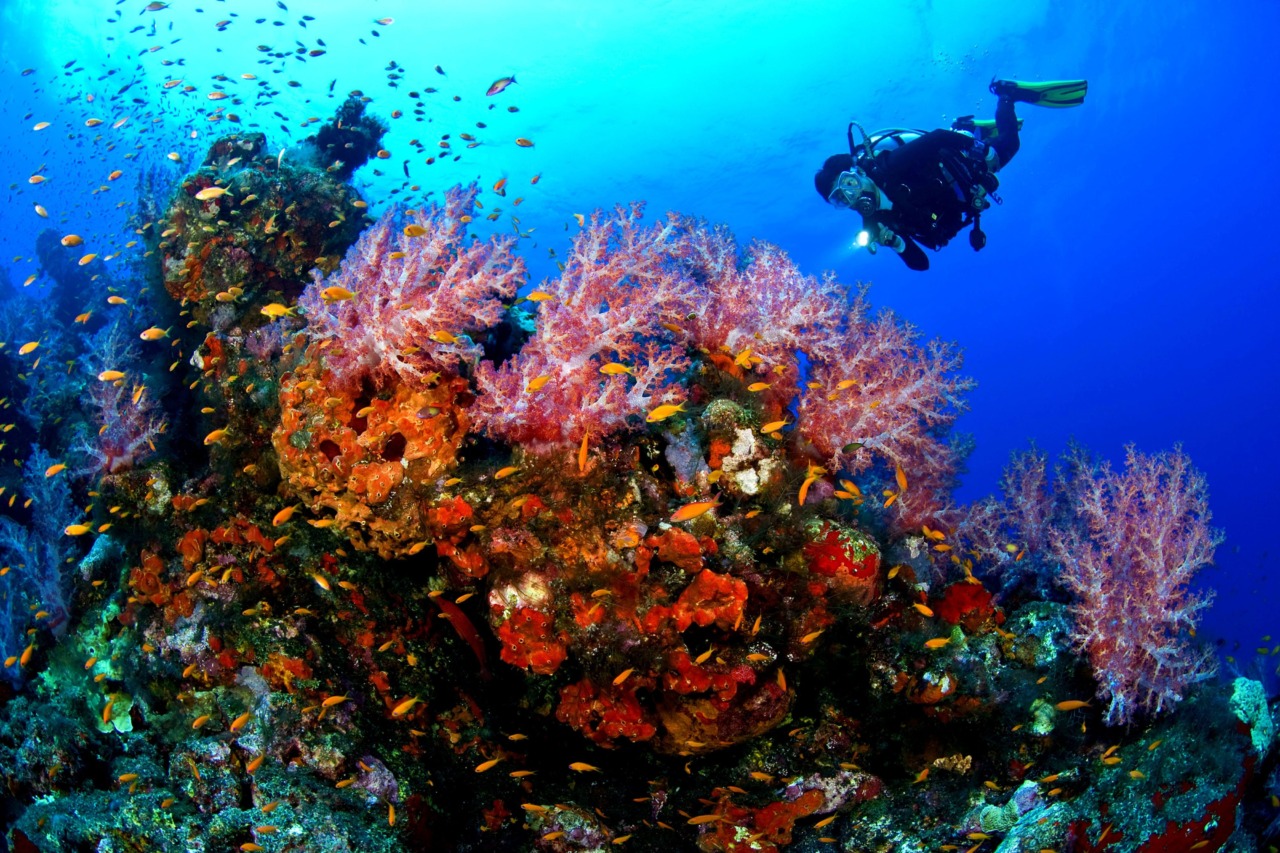 красное море подводный мир