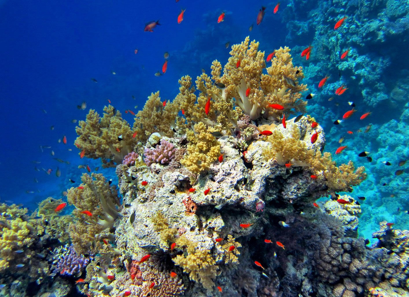 египет подводный мир красивые