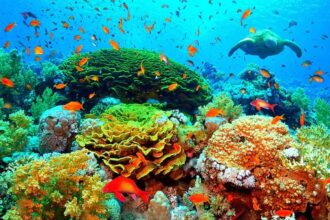 Красивые фото подводного мира