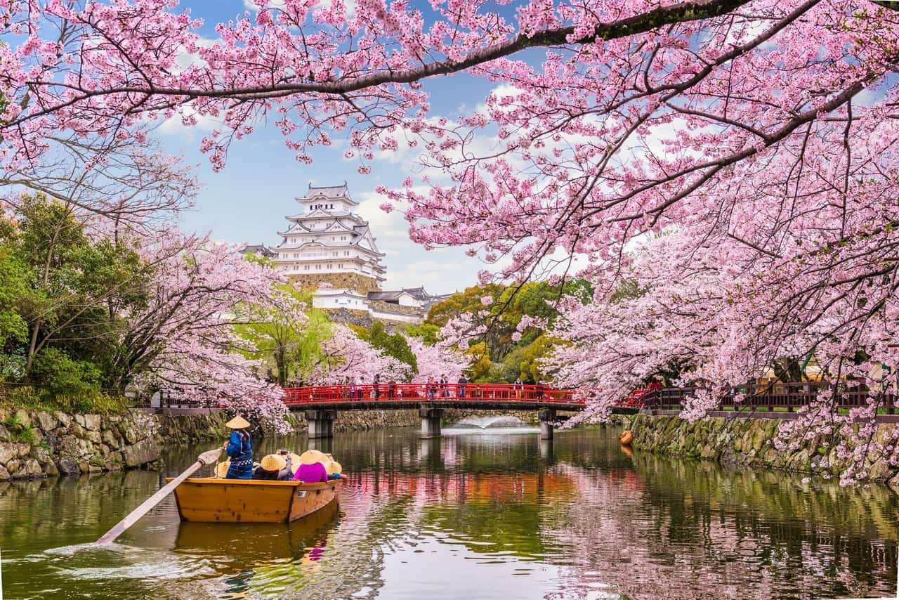 Цветение Сакуры в Токио