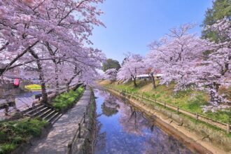 Весна в Японии, цветение сакуры