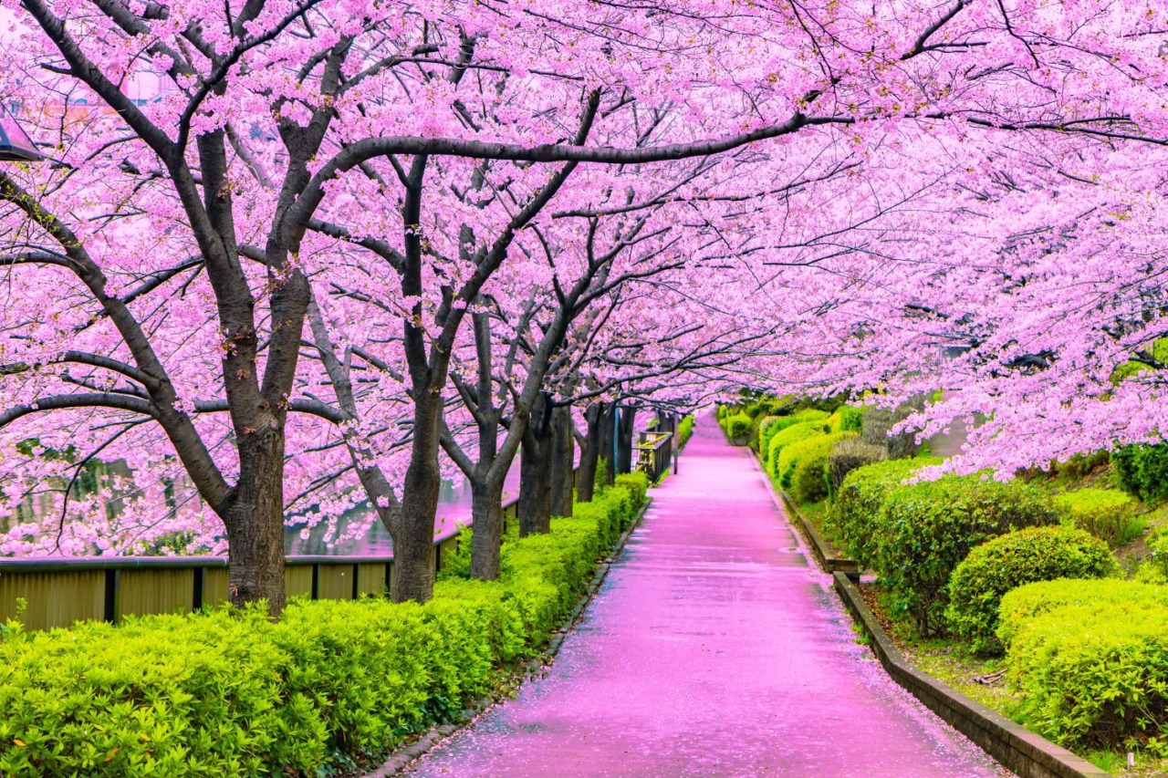 сады сакуры в японии