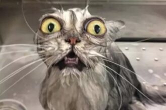 Смешные и жалкие мокрые коты (21 фото)