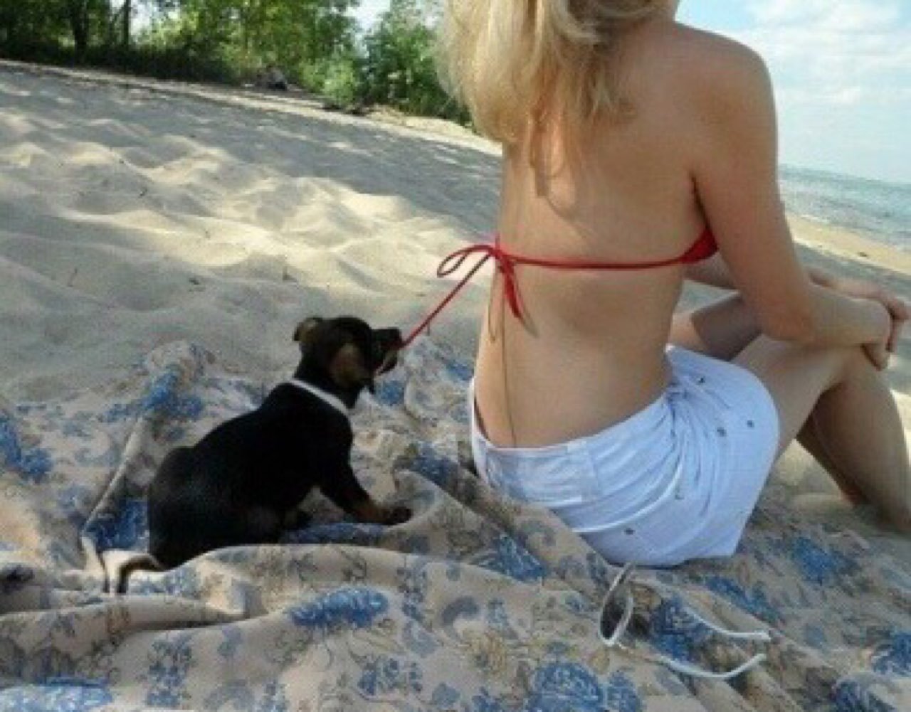 Видео приколы лучшие подборки. Девушка в купальнике с собакой. Собака на пляже. Девушка с собакой на пляже. Прикольные картинки для девушки.