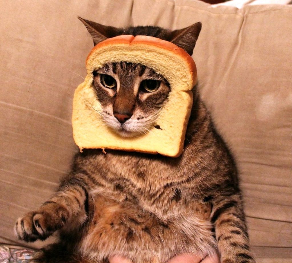 фото смешных котиков