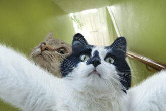 Смешные фото с котиками: 46 прикольных фото
