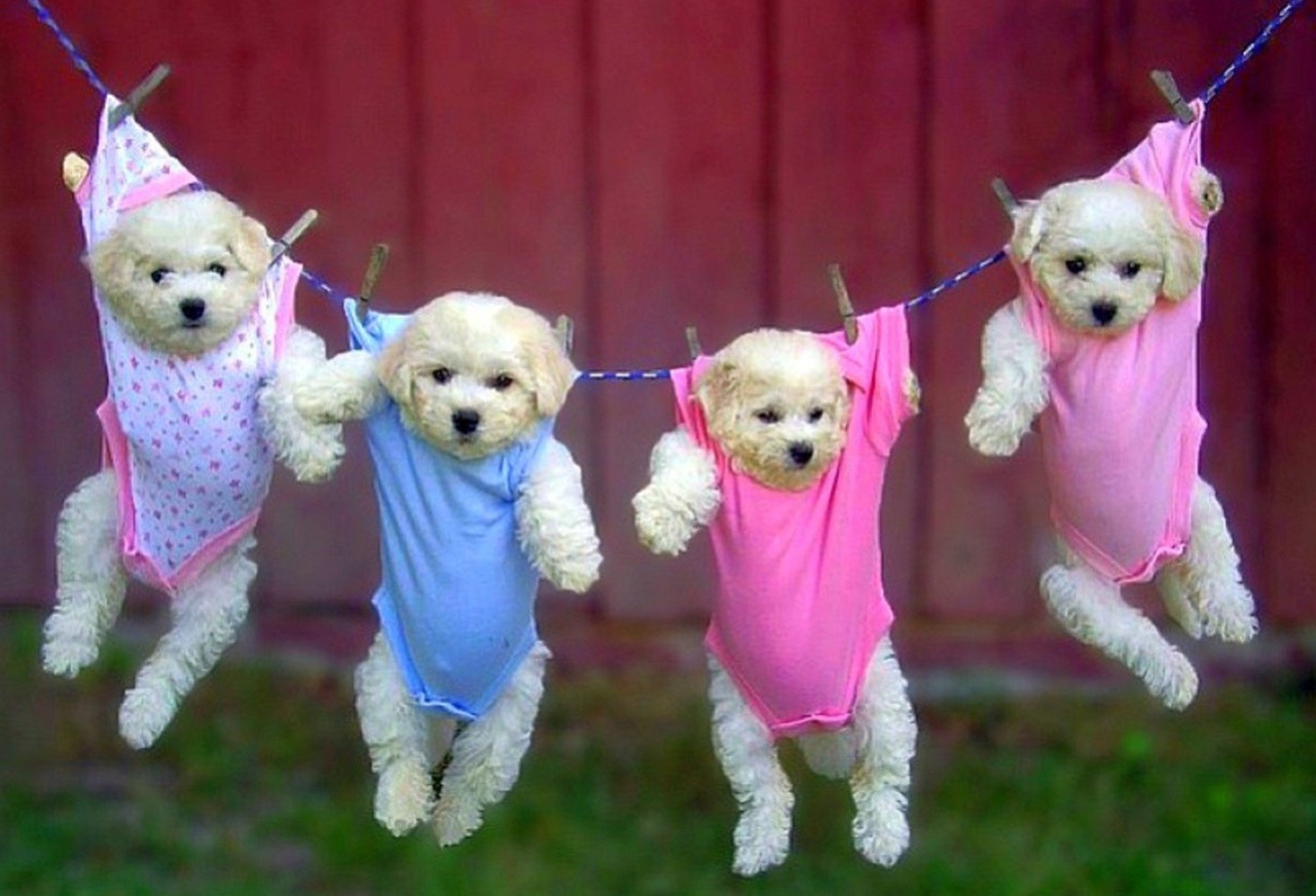 смешные фото маленьких собак