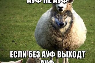 17 ауф мемов + мемы про волков